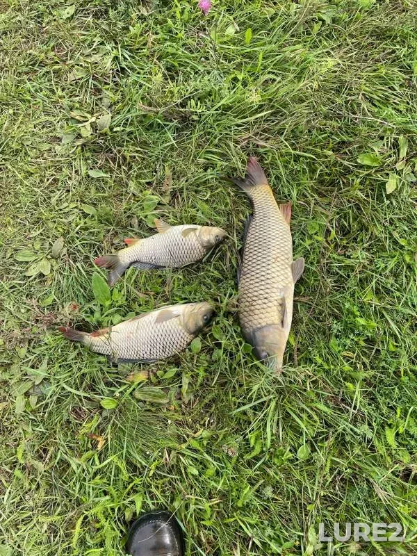 Carp, Pike — Khoroshenkaya, Aug 18, 2024