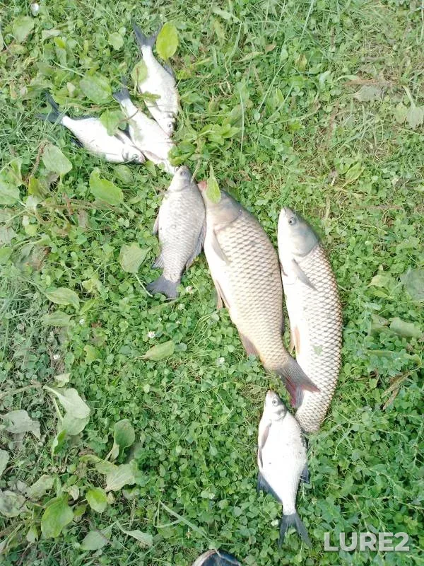 Bream, Carp — Samarskaya oblast, Krasnoyarskiy rayon, Aug 23, 2024