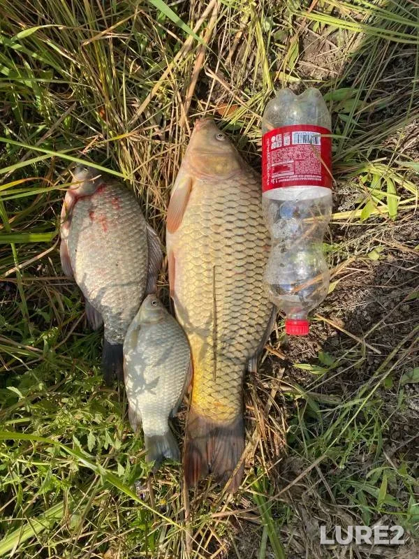 Carp, Crucian carp — Samarskaya oblast, Aug 25, 2024