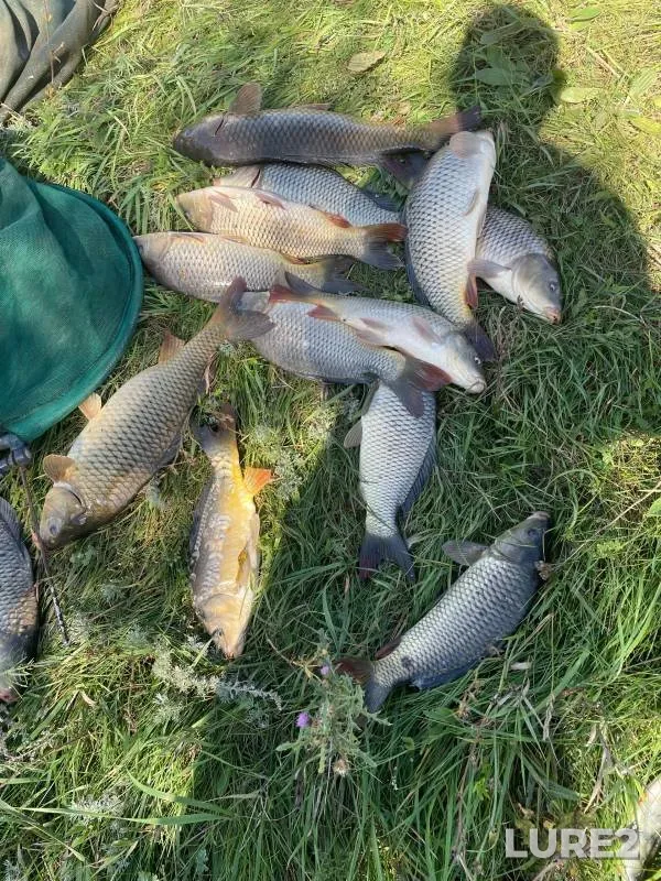 Carp — Khoroshenkaya, Aug 31, 2024