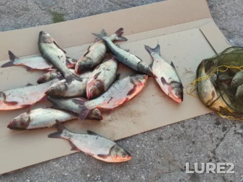Carp — Samarskaya oblast, Sep 01, 2024