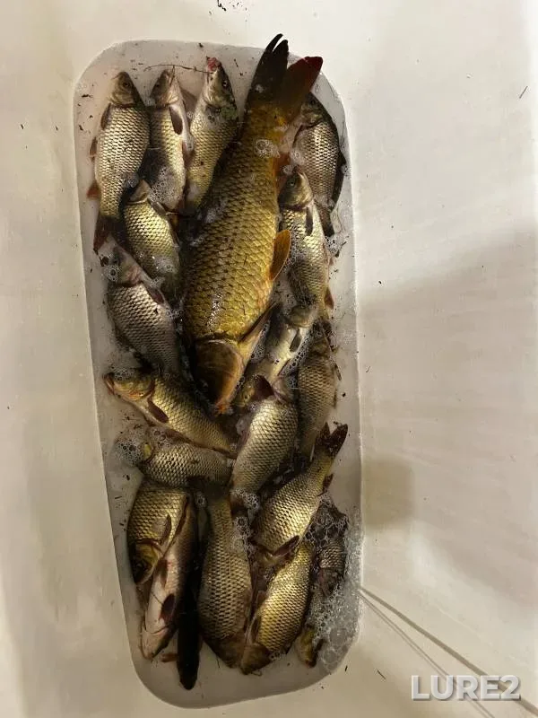 Carp — Samarskaya oblast, Sep 08, 2024