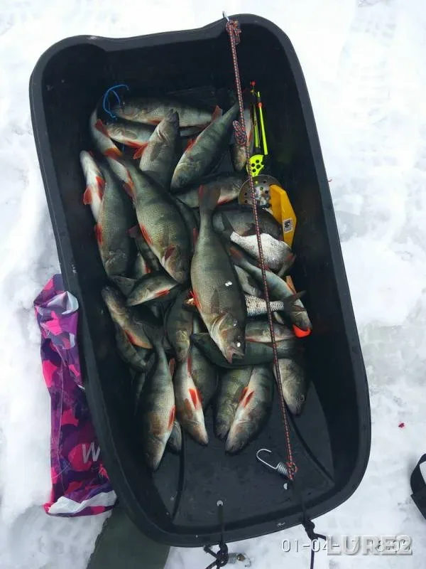 Perch — Leningradskaya oblast, Lodeynopolskiy rayon, Apr 01, 2017