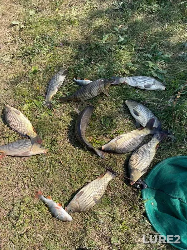 Carp, Perch — Khoroshenkiy, Sep 08, 2024