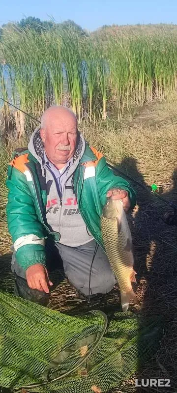 Carp — Samarskaya oblast, Sep 15, 2024