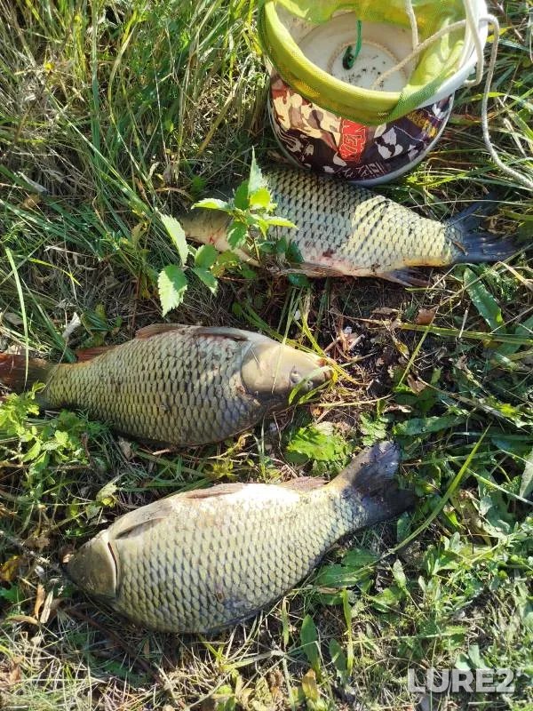 Carp — Samara, Sep 27, 2024