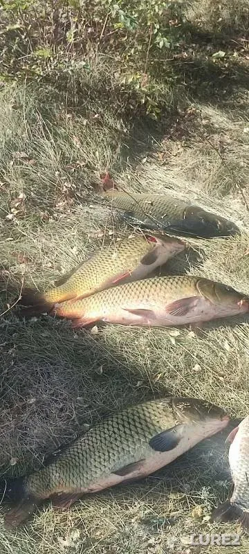 Carp — Samarskaya oblast, Oct 02, 2024