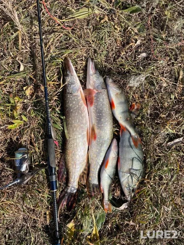 Perch, Pike — Khoroshenkaya, Oct 04, 2024