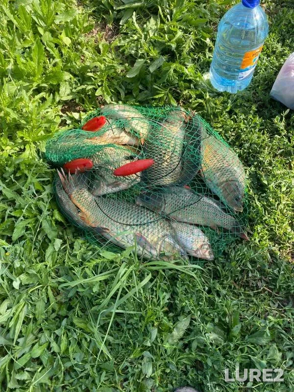 Carp, Crucian carp — Kondurcha, Jul 10, 2024