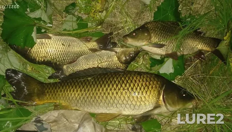 Carp — Samarskaya oblast, Jul 10, 2022