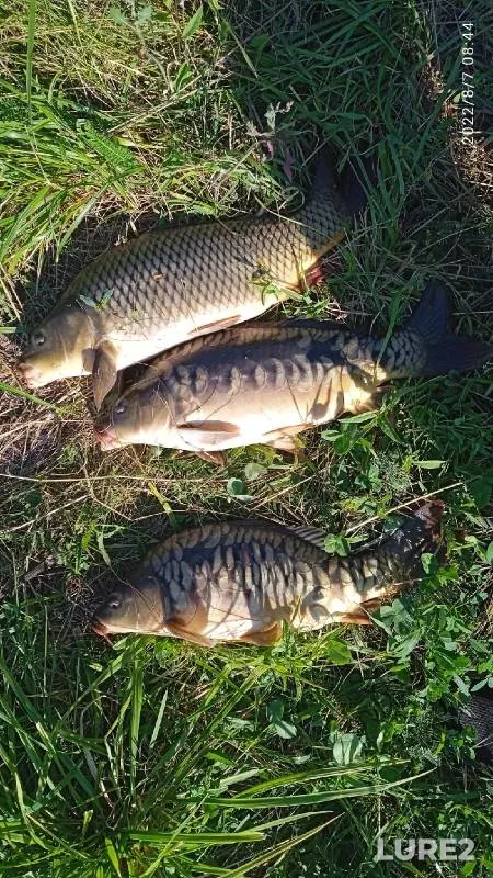 Carp — Samarskaya oblast, Aug 07, 2022