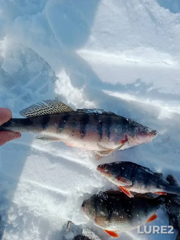 Perch — Kuybyshevskoye, Mar 17, 2024