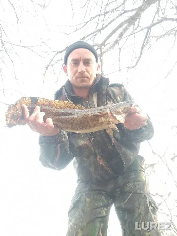 Burbot — Sok, Oct 28, 2023