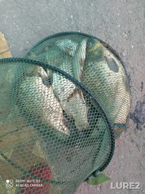 Carp, Roach — Samarskaya oblast, Jun 29, 2020