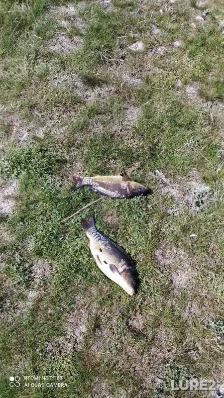Carp — Samarskaya oblast, May 11, 2021