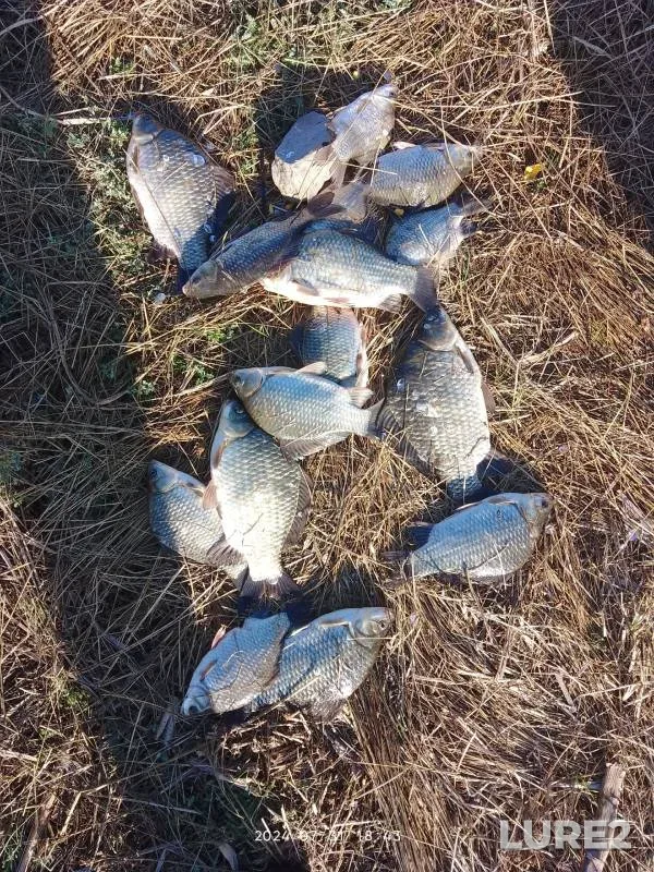 Crucian carp — Samarskaya oblast, Aug 01, 2024