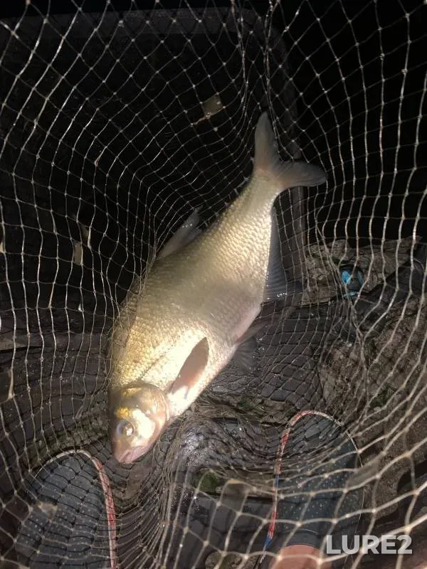 Bream — Don, Jun 15, 2024
