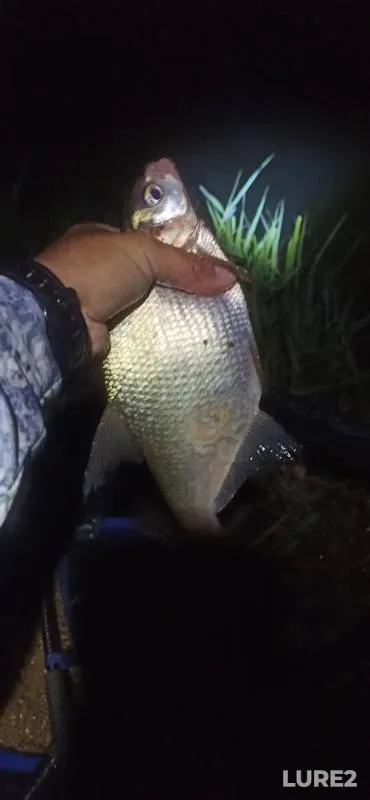 Bream — Manych, Jun 19, 2024