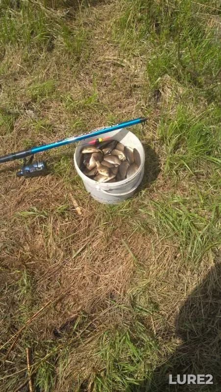 Crucian carp — Volozhba, May 31, 2017