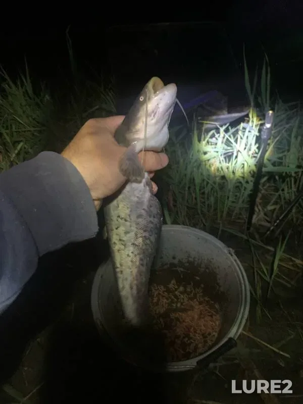 Bream, Wels catfish — Manych, Jul 07, 2024