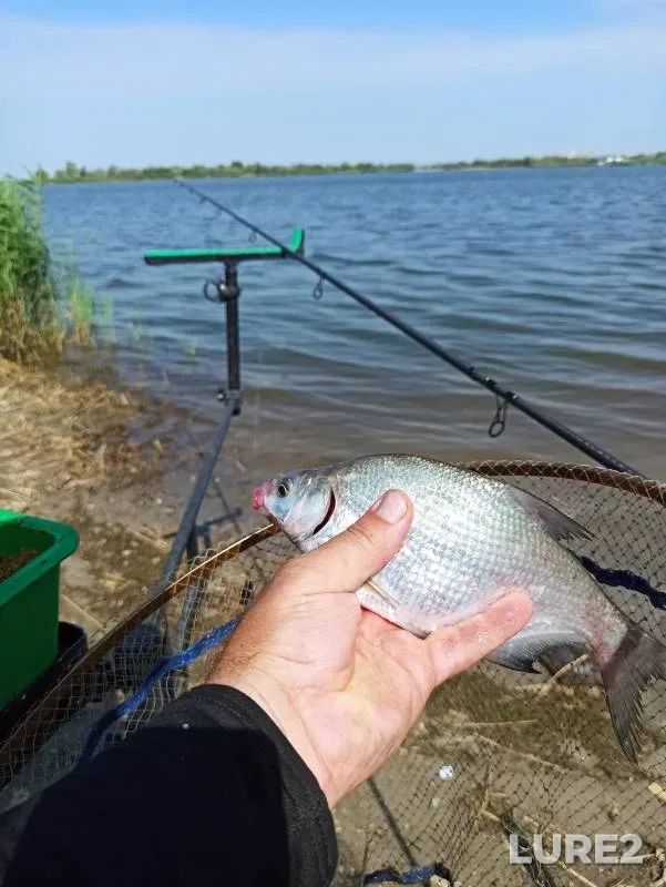Bream — Malyy Koysug, Jul 22, 2024