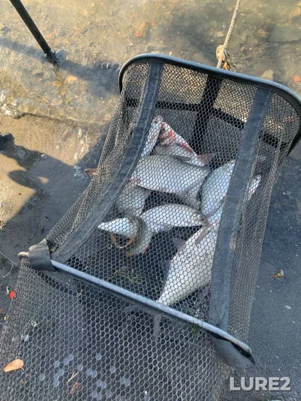 Bream, Crucian carp — Don, Aug 24, 2024