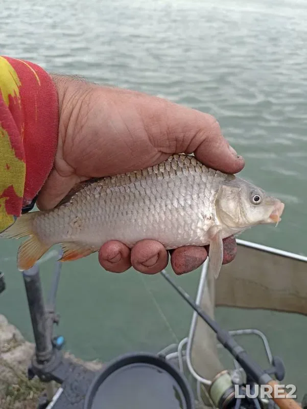 Crucian carp — Rostovskaya oblast, Aug 31, 2024