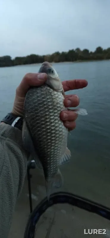 Bream, Crucian carp — Don, Sep 26, 2024