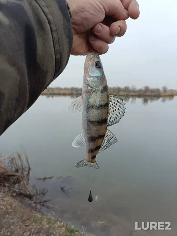 Perch, Zander — Malyy Koysug, Nov 11, 2024