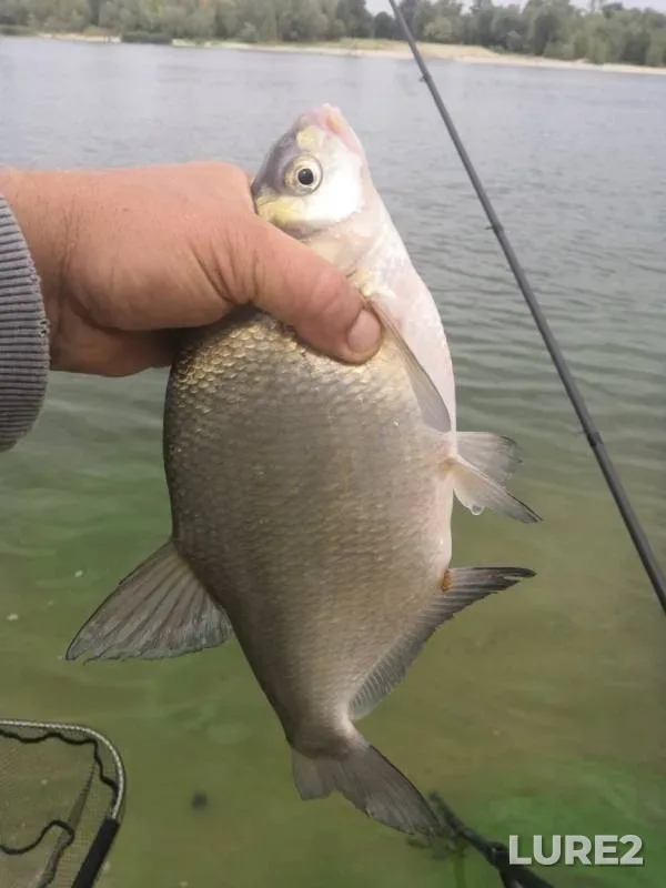 Bream — Don, Aug 24, 2020