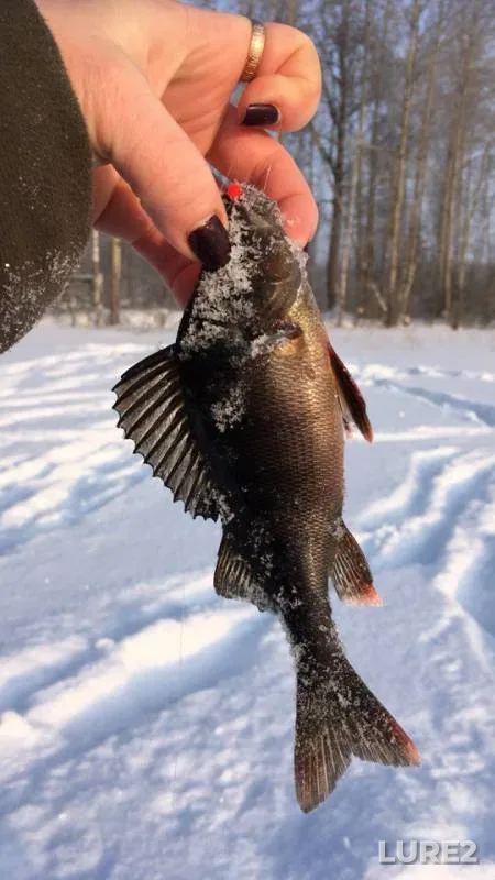 Perch — Sukhoye, Jan 25, 2018
