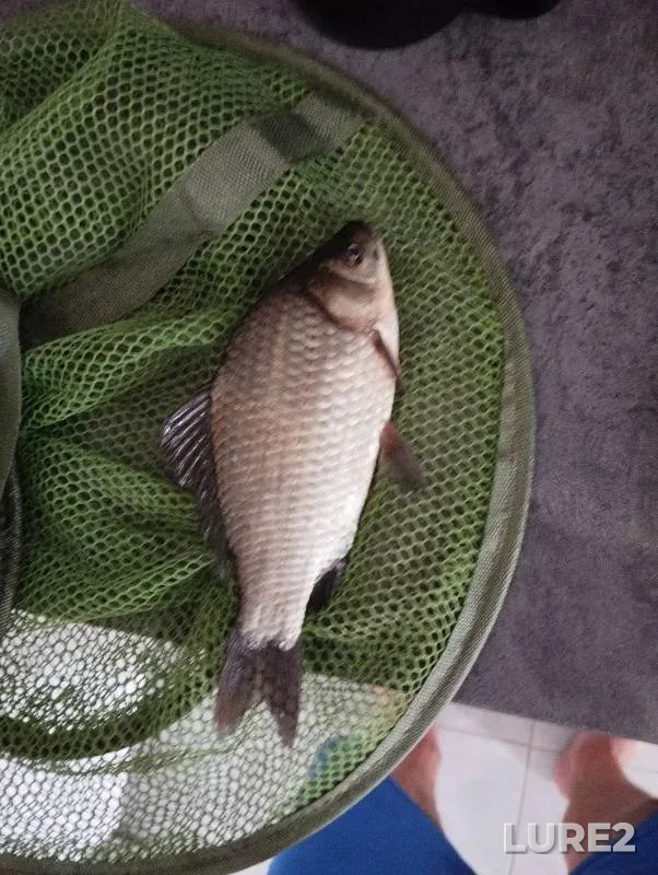 Crucian carp — Rostovskaya oblast, Oct 16, 2024