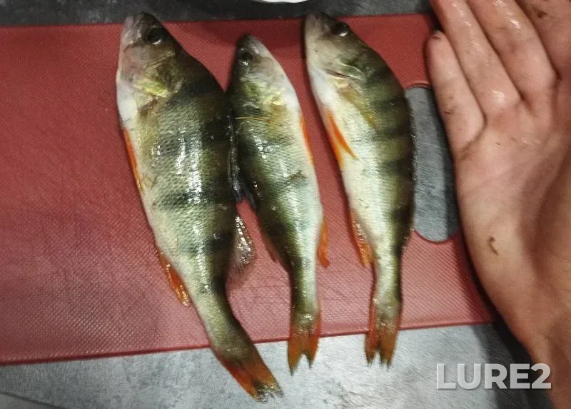 Perch — Rostovskaya oblast, Oct 19, 2024