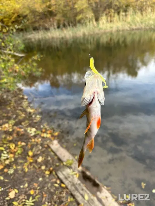 Perch — Rostovskaya oblast, Oct 26, 2024