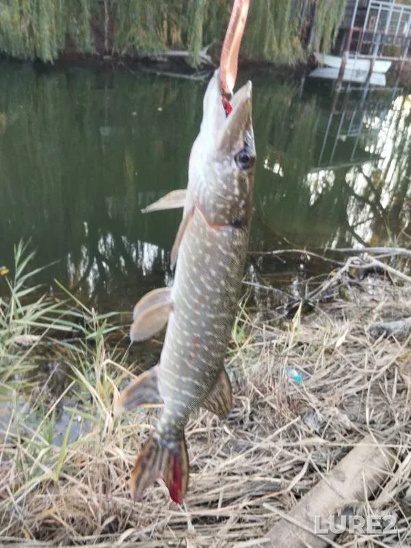 Perch, Pike — Rostovskaya oblast, Oct 30, 2024