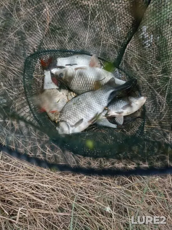 Crucian carp, Rudd — Grushevka, Oct 31, 2024