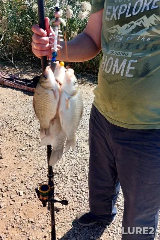 Crucian carp — Myortvyy Donets, Nov 03, 2024