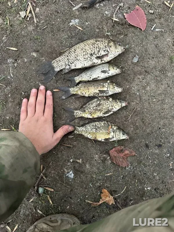 Carp, Crucian carp — Tyoplyy kanal, Nov 11, 2024