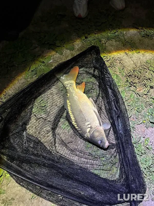 Carp — Ryazanskaya oblast, Sep 19, 2024