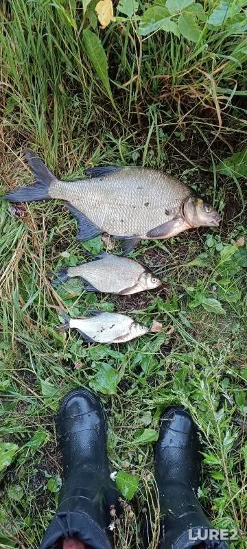 Bream, White bream — Trubezh, Aug 02, 2024