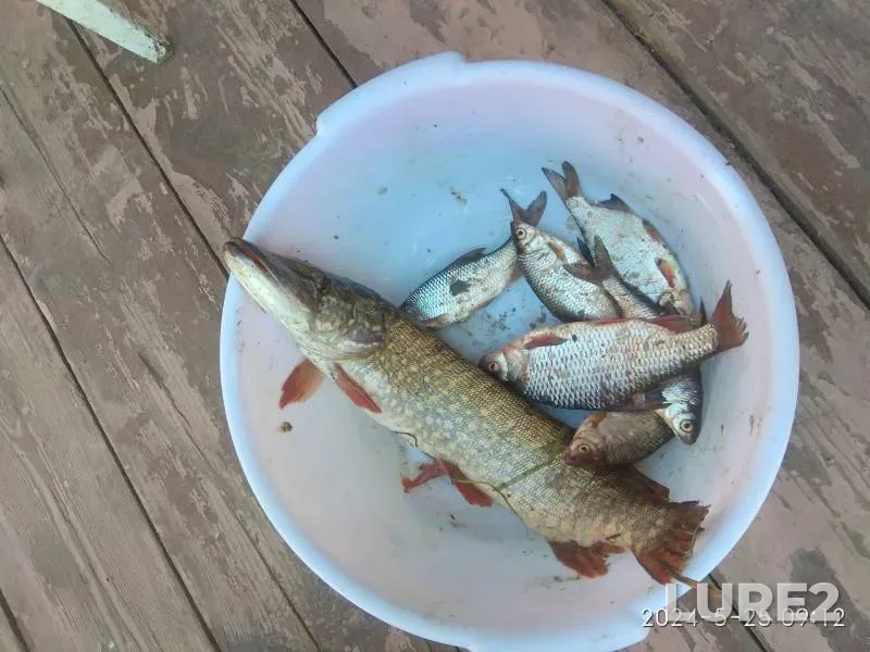 Pike, Roach — Staritsa Marinka, May 25, 2024