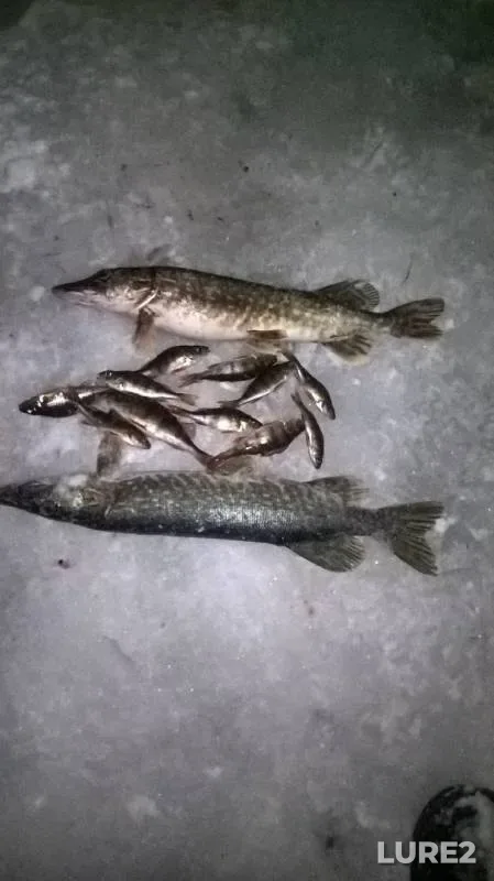 Perch, Pike — Pyardomlya, Feb 03, 2018