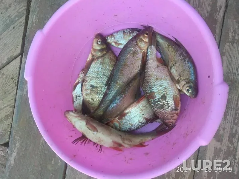 Bream, Crucian carp — Oka, May 28, 2024