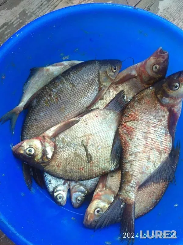 Bream — Lugovaya Tish (Staraya Tish), Jun 05, 2024