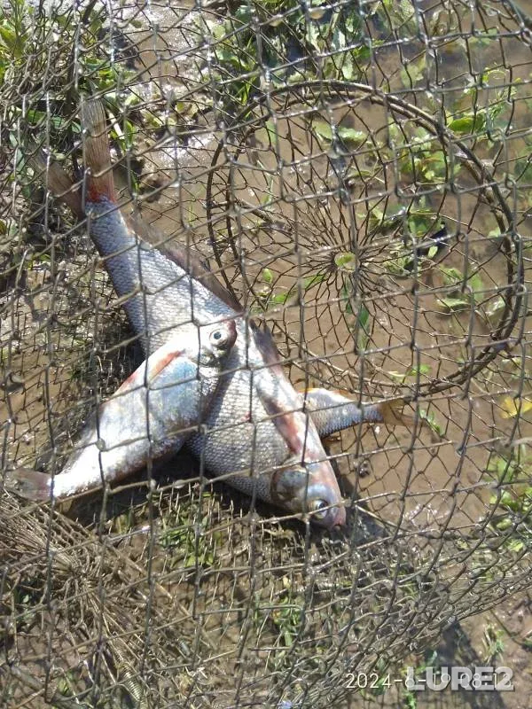 Roach, White bream — Lugovaya Tish (Staraya Tish), Jun 19, 2024