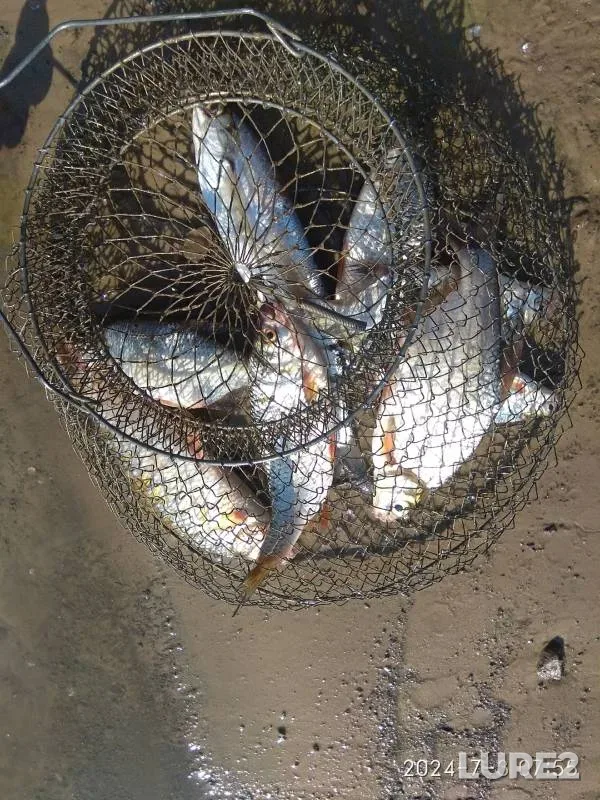 Roach, White bream — Lugovaya Tish (Staraya Tish), Jul 03, 2024