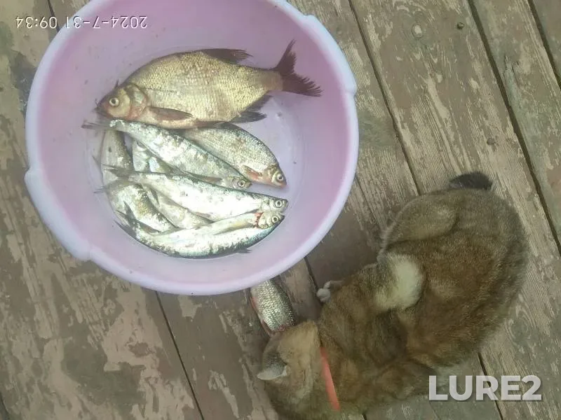 Bream — Oka, Jul 31, 2024