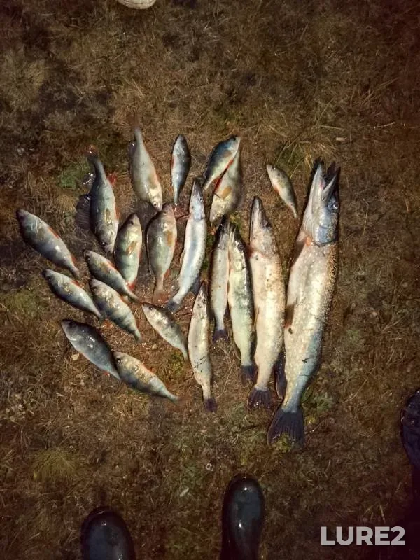 Perch, Pike — Cheremoshnya, Oct 11, 2024