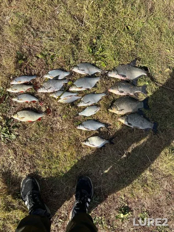Crucian carp, Roach — Pronya, Sep 29, 2024