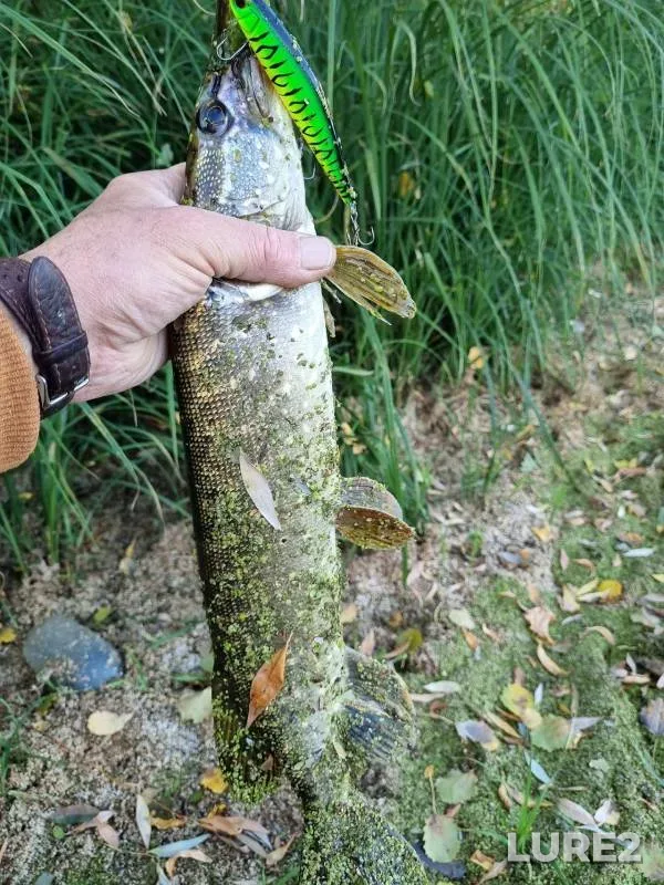 Chub, Pike — Oka, Nov 15, 2024